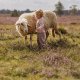 Merino vlna - Unikátny prírodný materiál, ktorý prináša nekonečné výhody